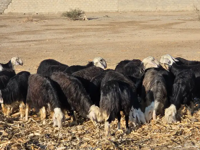 غنم نجد الموقع الثنيه 2