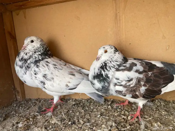 نفاخ اسباني 3