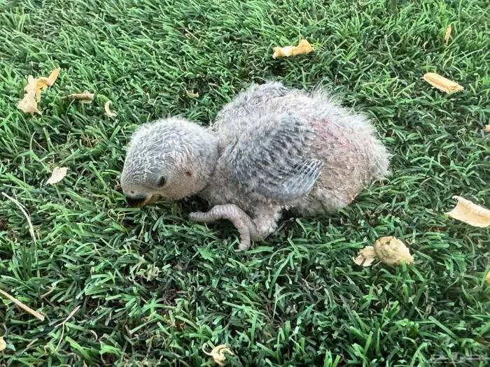 فروخ روز تقبل الغر 7