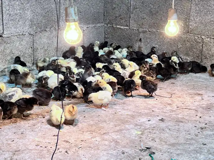 صيصان بلدي 1