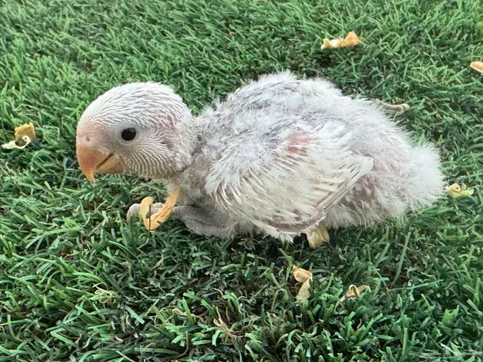 فروخ روز تقبل الغر 3