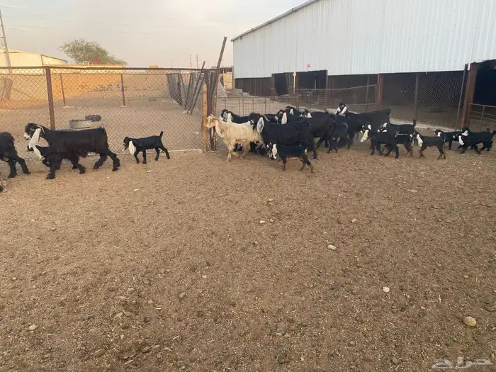 معزاء عوارض متابيع العدد (13) يتبعها (14) 1