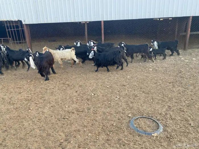 معزاء عوارض متابيع العدد (13) يتبعها (14) 7