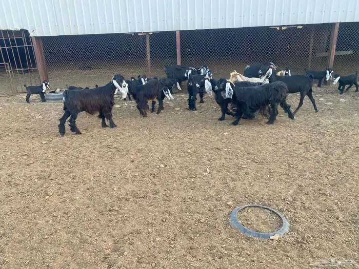 معزاء عوارض متابيع العدد (13) يتبعها (14) 9