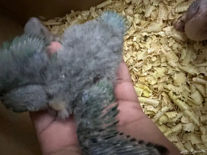 للبيع روز غر الحبه ب 100 حبتين ب 190 3