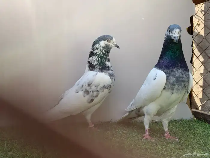 جوز باكستاني تم البيع 2