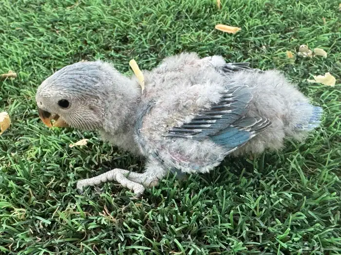 فروخ روز تقبل الغر 2