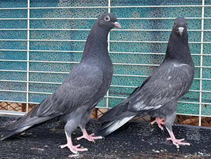 حمام باكستاني 0