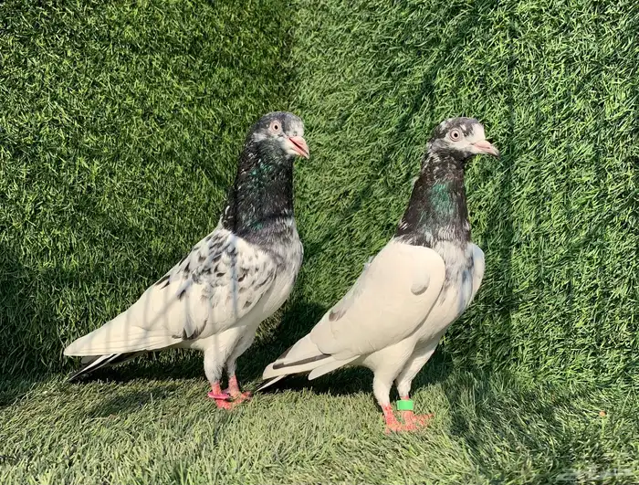 زوج تيدي Top 4