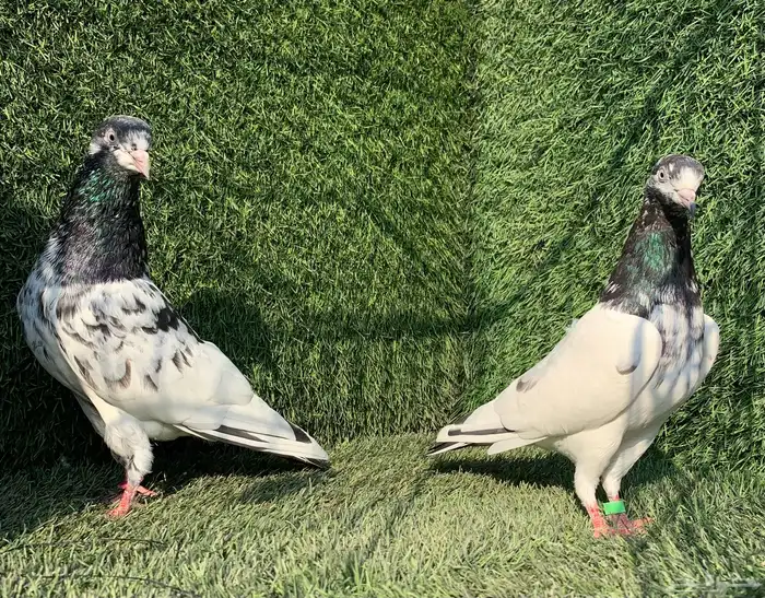 زوج تيدي Top 3