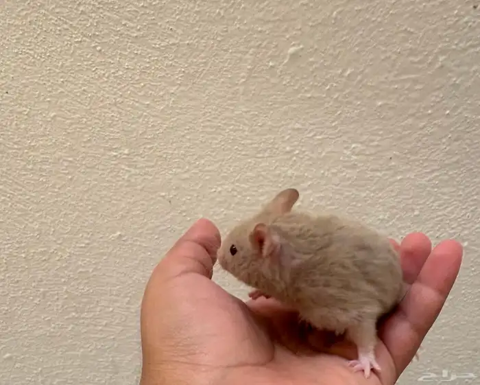 هامستر سوري ذكر لون رصاصي كامل   نادر   عمر شهرين   صحي جدا 2
