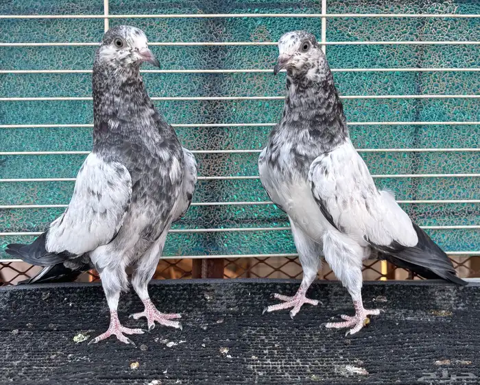 حمام باكستاني 6