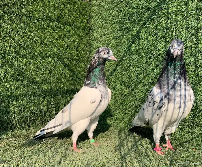 زوج تيدي Top 1