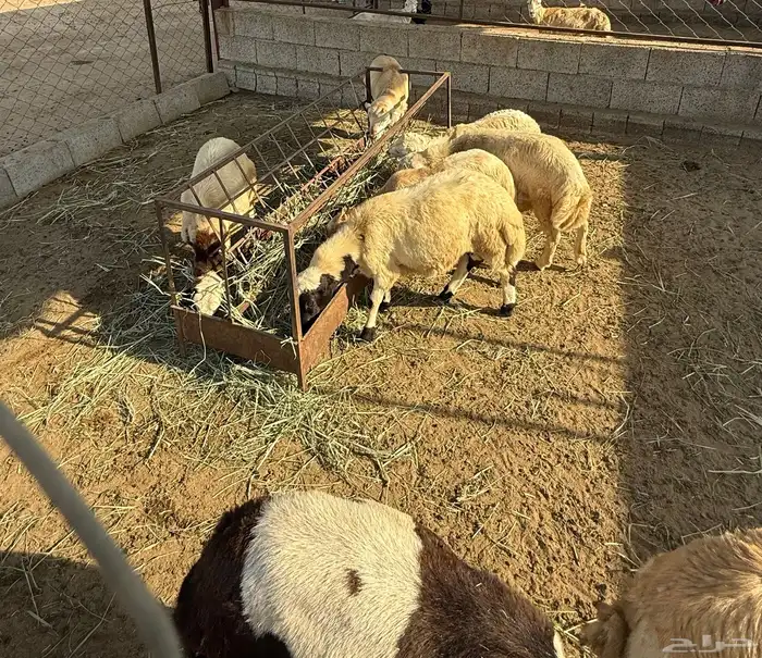 خرفان البيع في العيدابي بلدي 5