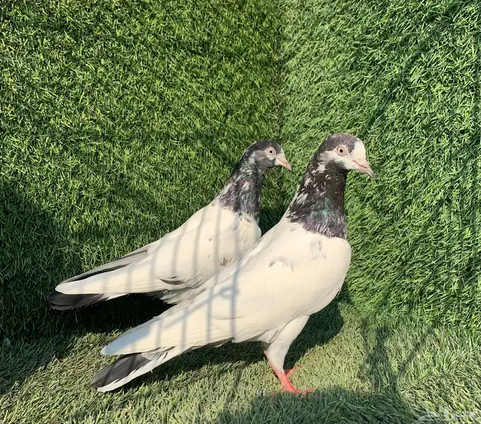 اناثي تيديات 0