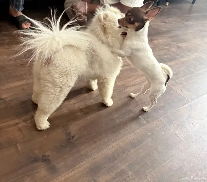 شيواوا بومرانين للبيع تي كب بنت العمر 45 يوم 2