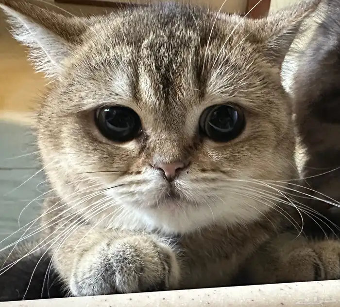 قطه سكوتش للبيع 0