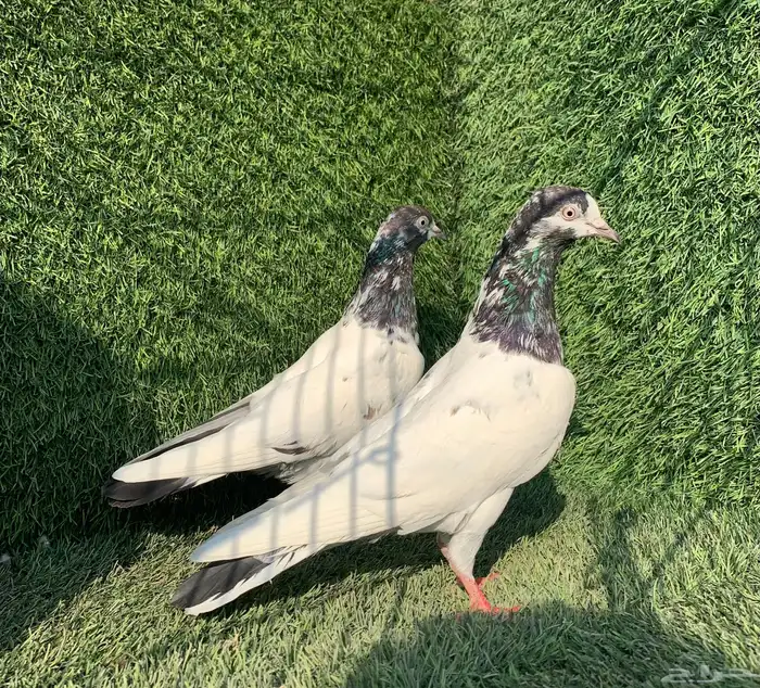 اناثي تيديات 1