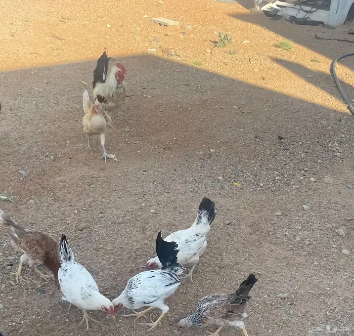 5 دجاج العمر 3 شهور 0
