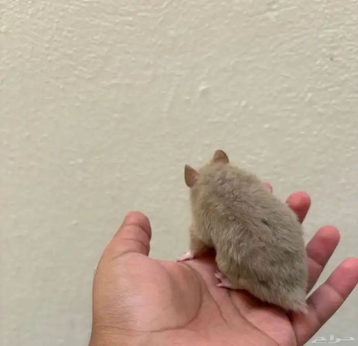 هامستر سوري ذكر لون رصاصي كامل   نادر   عمر شهرين   صحي جدا 1