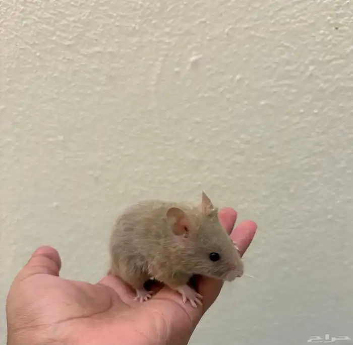هامستر سوري ذكر لون رصاصي كامل   نادر   عمر شهرين   صحي جدا 0
