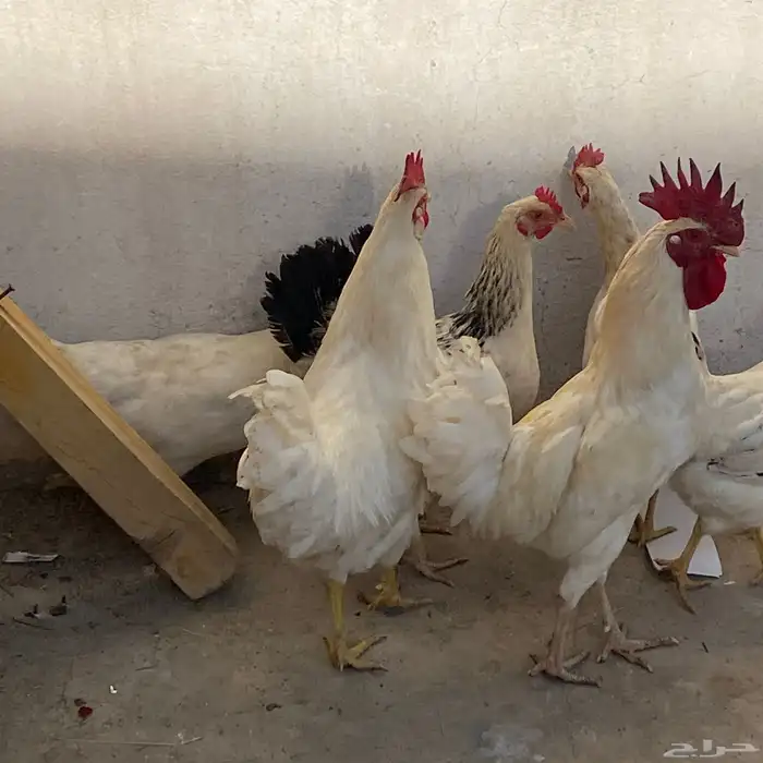 دجاج بلدي 13