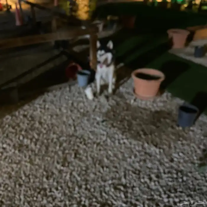 هاسكي انثى للبيع عمر8شهور 7