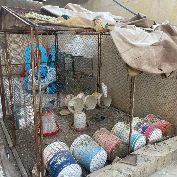 قفص للحمام و الدجاج 2