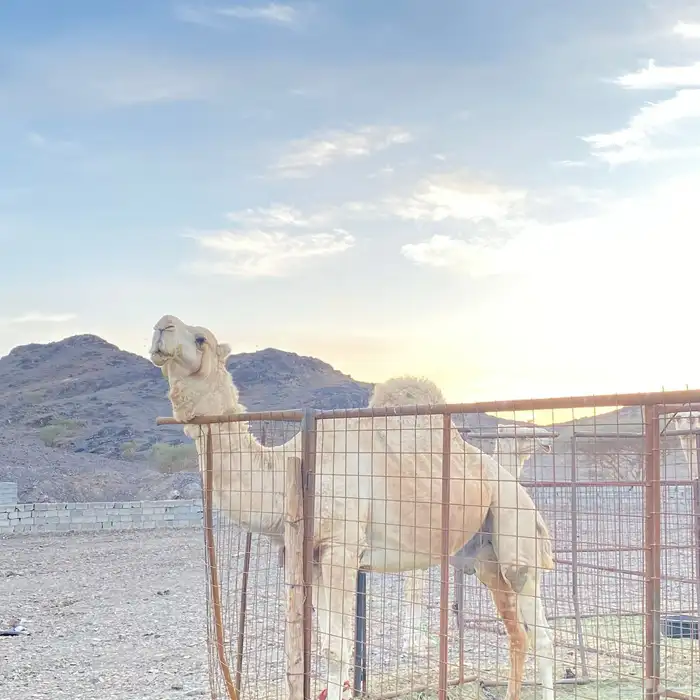 بعير اوضح سديس جرم 1