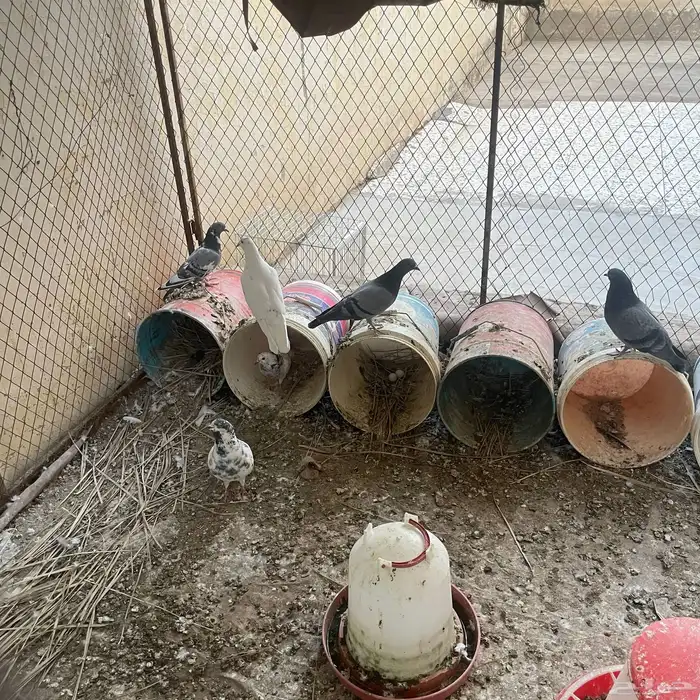 قفص للحمام و الدجاج 1