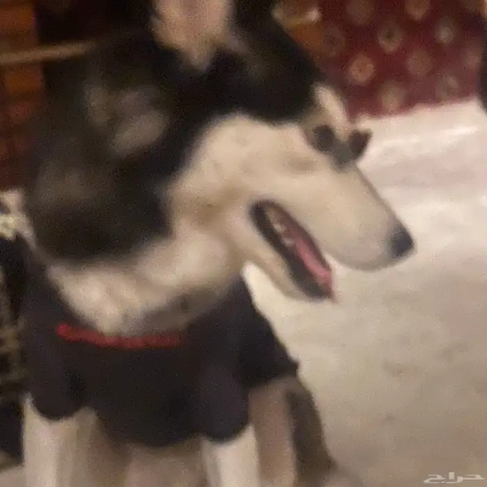 هاسكي انثى للبيع عمر8شهور 8