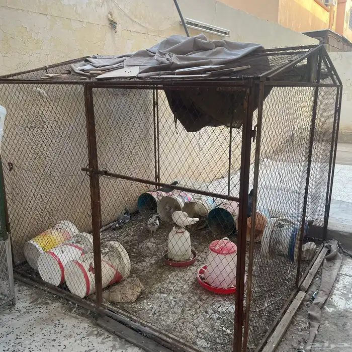 قفص للحمام و الدجاج 0