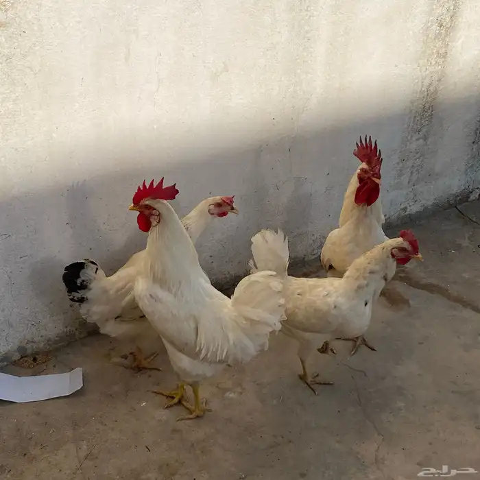 دجاج بلدي 6