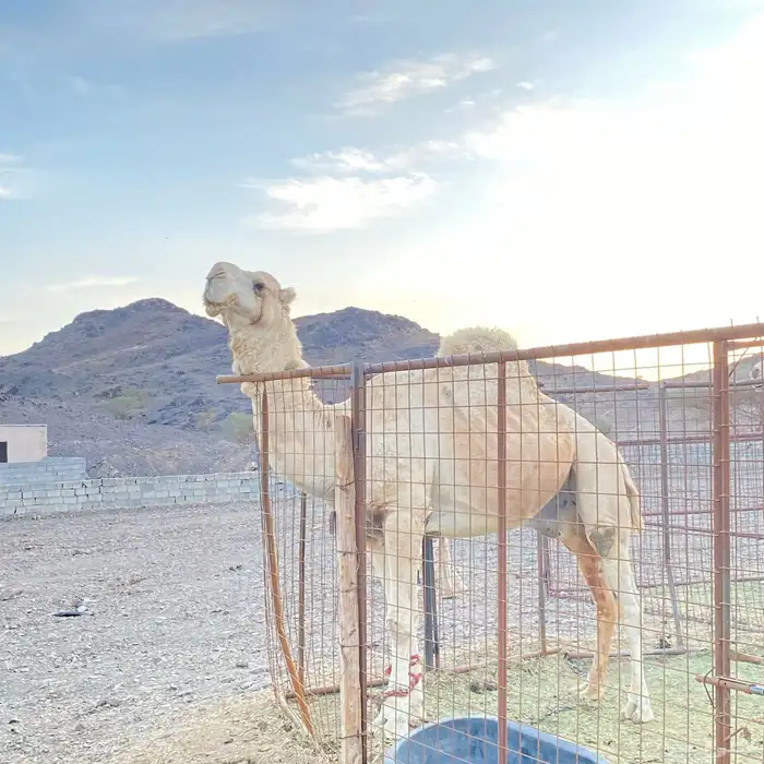 بعير اوضح سديس جرم 2