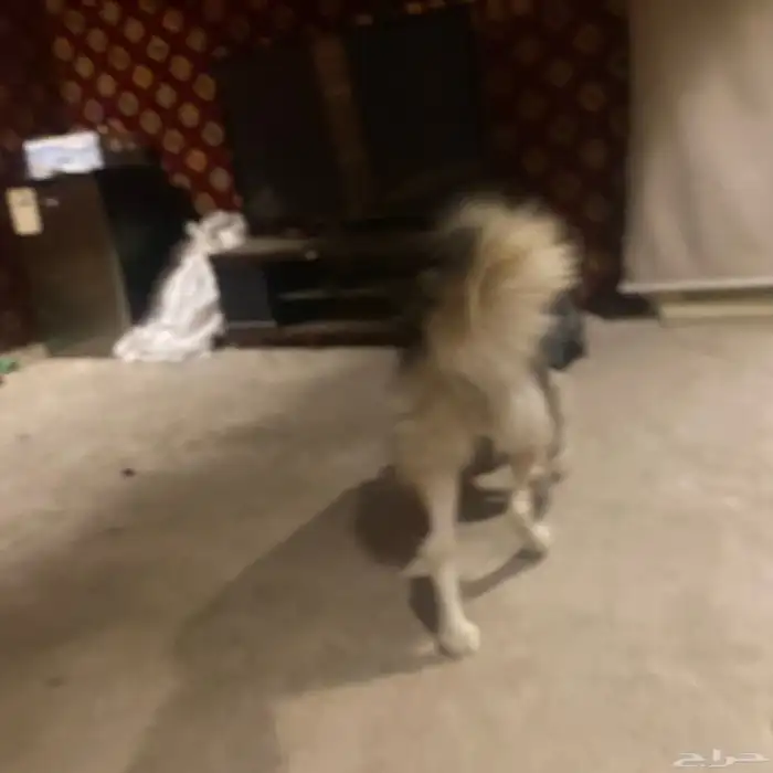 هاسكي انثى للبيع عمر8شهور 10