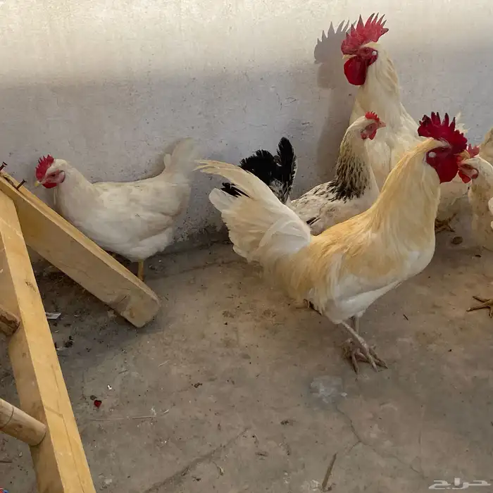 دجاج بلدي 11