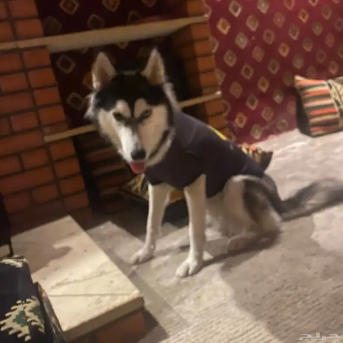 هاسكي انثى للبيع عمر8شهور 9