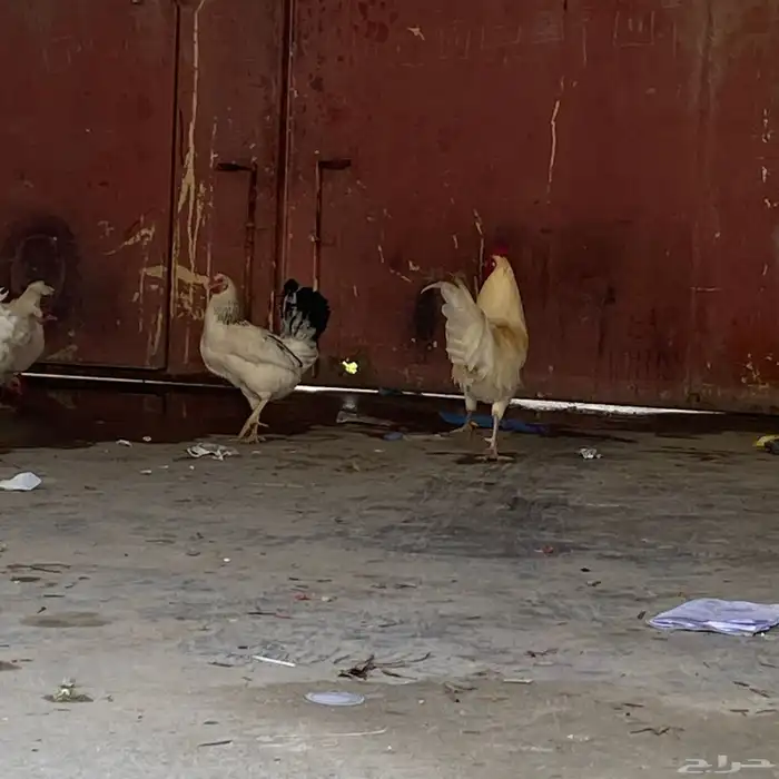 دجاج بلدي 18