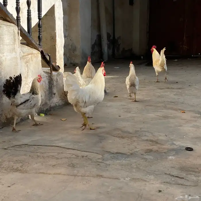 دجاج بلدي 7
