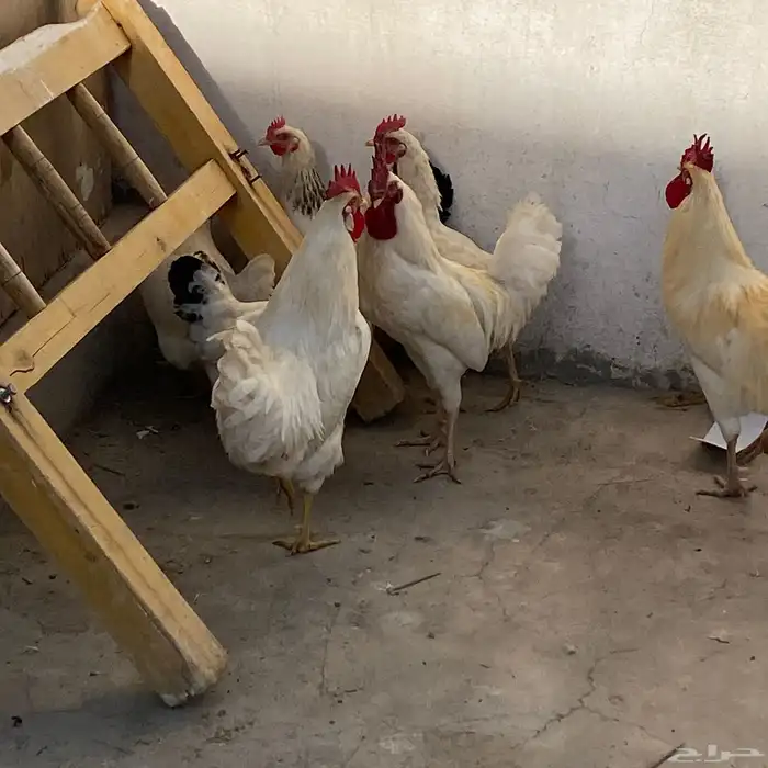 دجاج بلدي 12