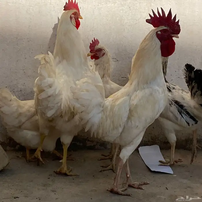 دجاج بلدي 14