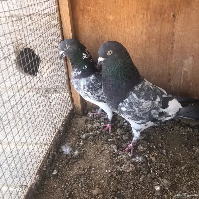 حمام باكستاني للبيع اذكرين رامات بيور 2