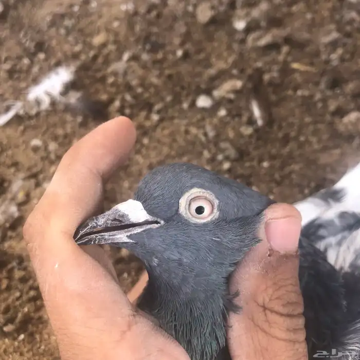 حمام باكستاني للبيع اذكرين رامات بيور 1