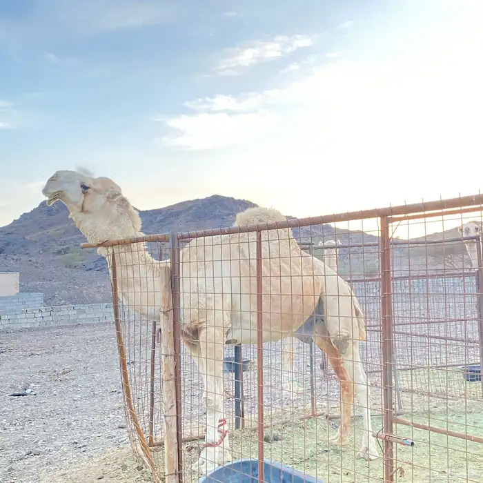 بعير اوضح سديس جرم 0