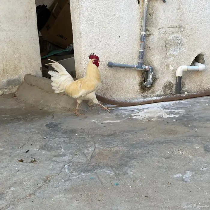 دجاج بلدي 20