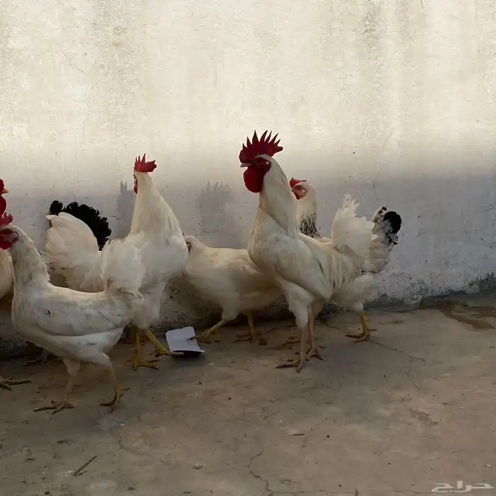 دجاج بلدي 10