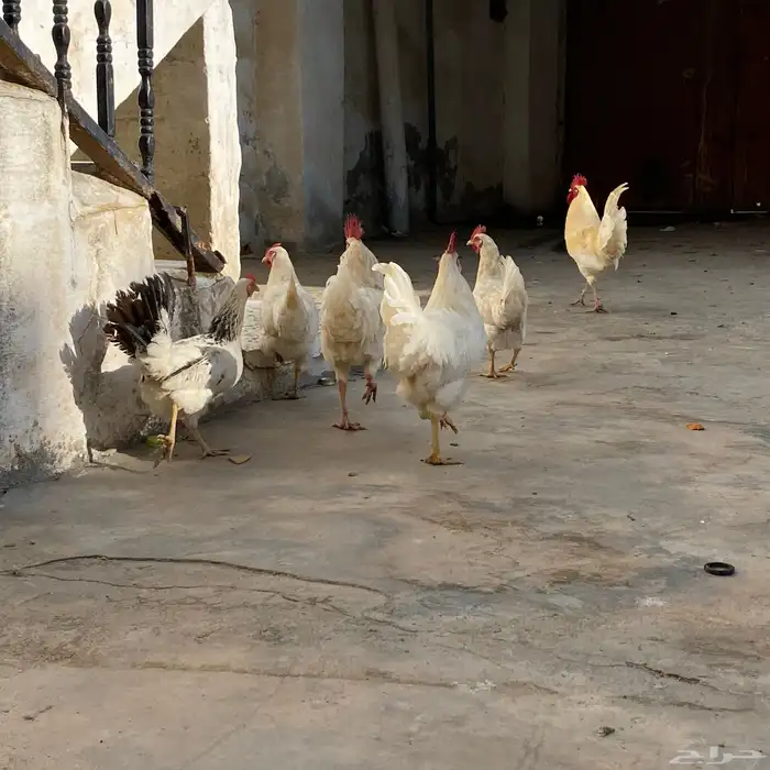دجاج بلدي 8