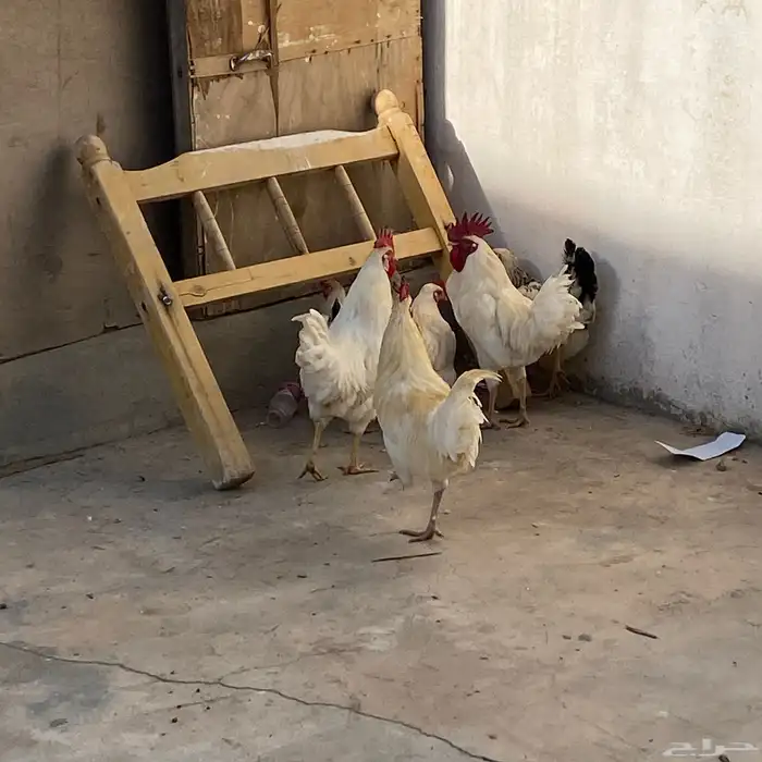 دجاج بلدي 17