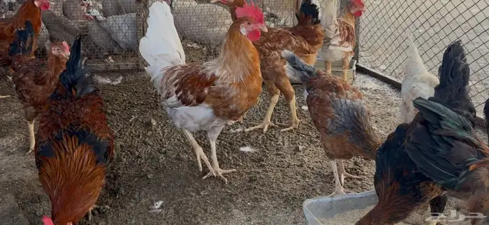 أطقم رومي ودجاج حبشي وديوك تركي 6