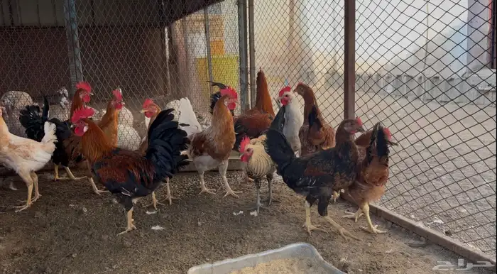 أطقم رومي ودجاج حبشي وديوك تركي 4